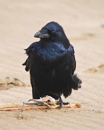 demo-cool-raven